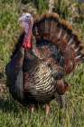 Eastern male wild tom turkey in breeding plumage near Whitefish, Montana, USA. Art Print